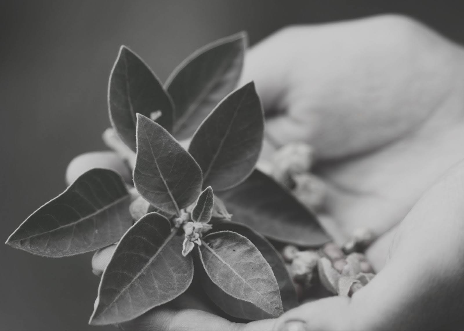 Can Adaptogens Prevent Memory Loss and Brain Fog