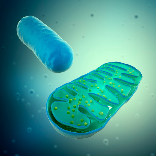 Mitochondria for more enery