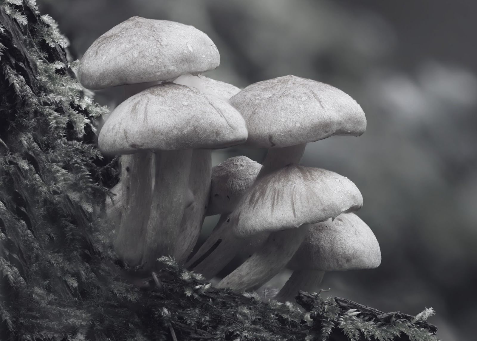 Mushroom Focus Supplements: Does Lion's Mane Work Better Than Traditional Focus Pills?