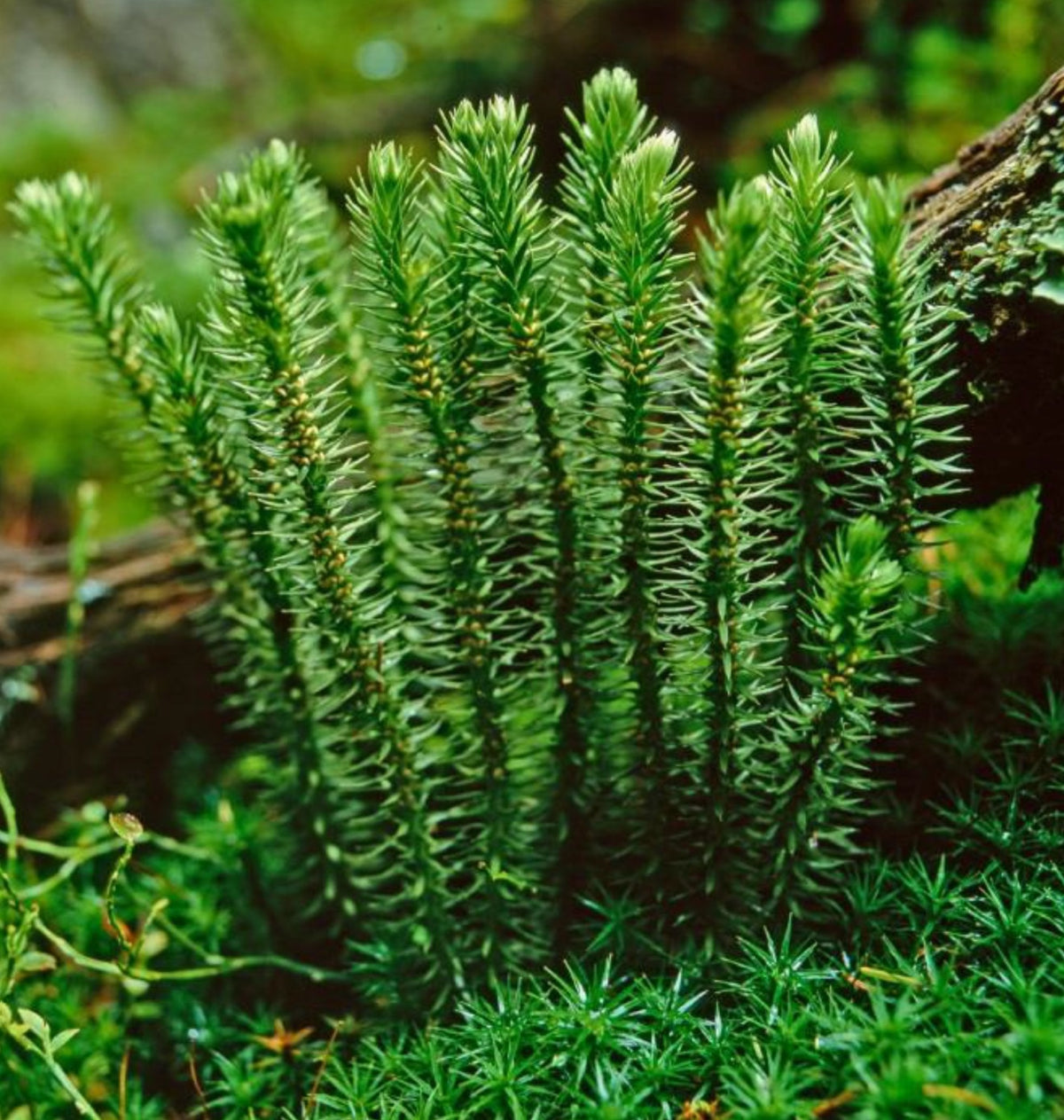 Huperzin-a How A Chinese Club Moss Boosts Memory & Attention 