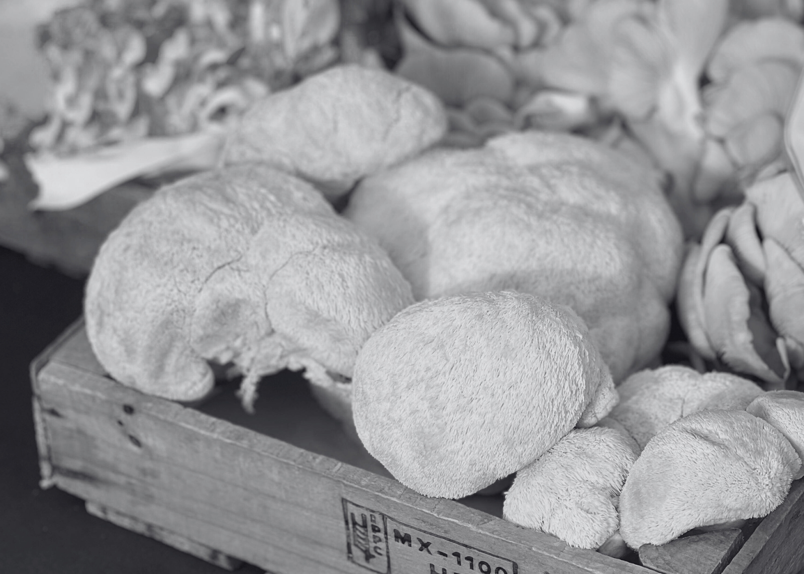 What is Lion’s Mane? Why You Want It for Focus