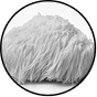 Lion’s Mane
