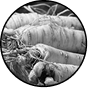 Red Panax Ginseng