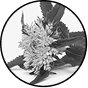 Rhodiola